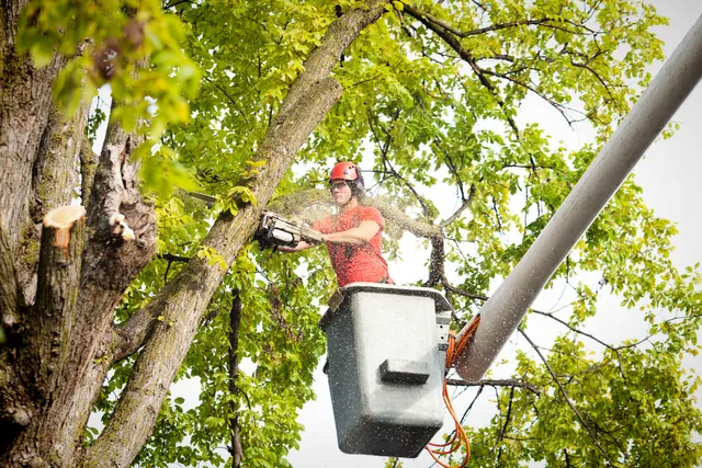 pruning